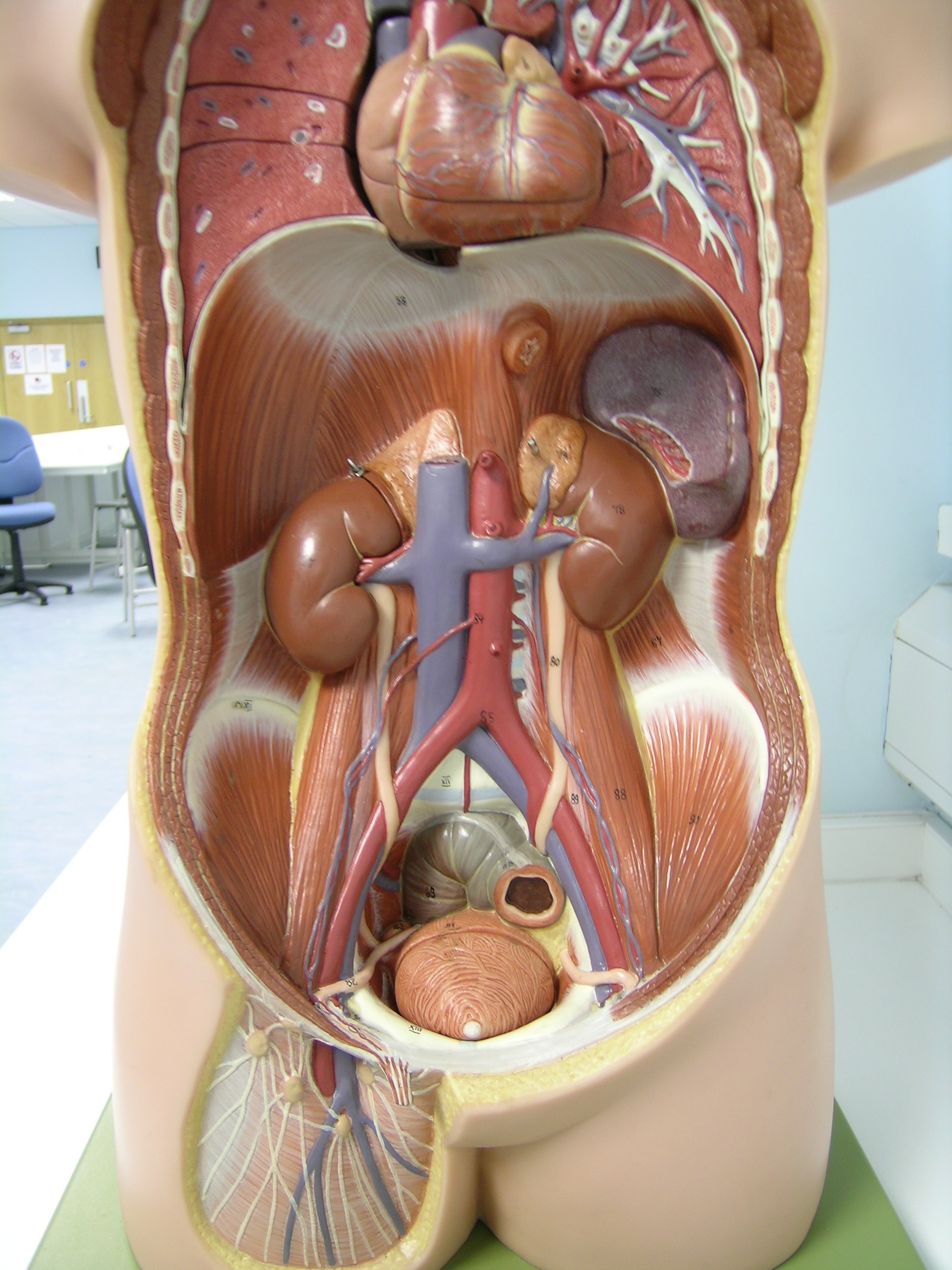 анатомия фото внутренние органы мужчины